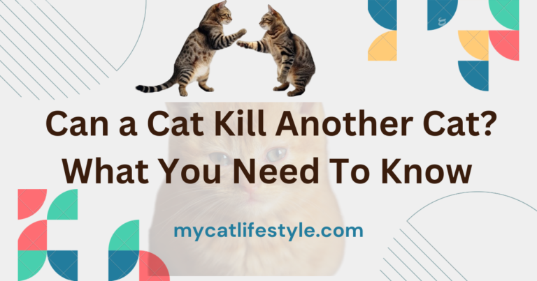  Can Cat Kill Another Cat?|What You Need To Know