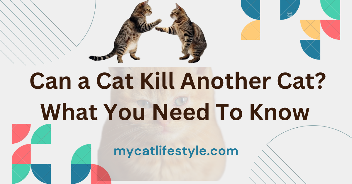 Can Cat Kill Another Cat?|