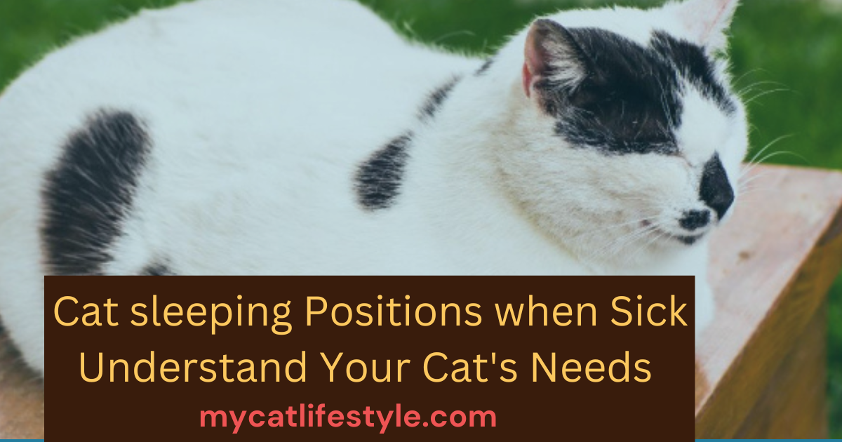 Cat Sleeping Positions When Sick Understanding Your Cats Needs.