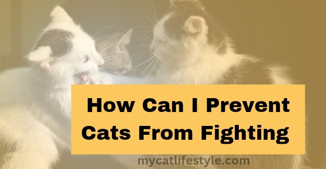 How Can I Prevent Cats from Fighting?
