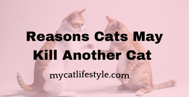 Reasons Cats May Kill Another Cat