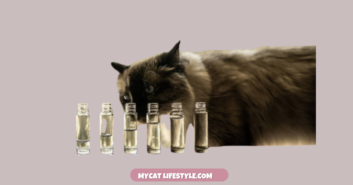 Do Cats Like The Smell of Perfume? Do Cats Like Perfume?
