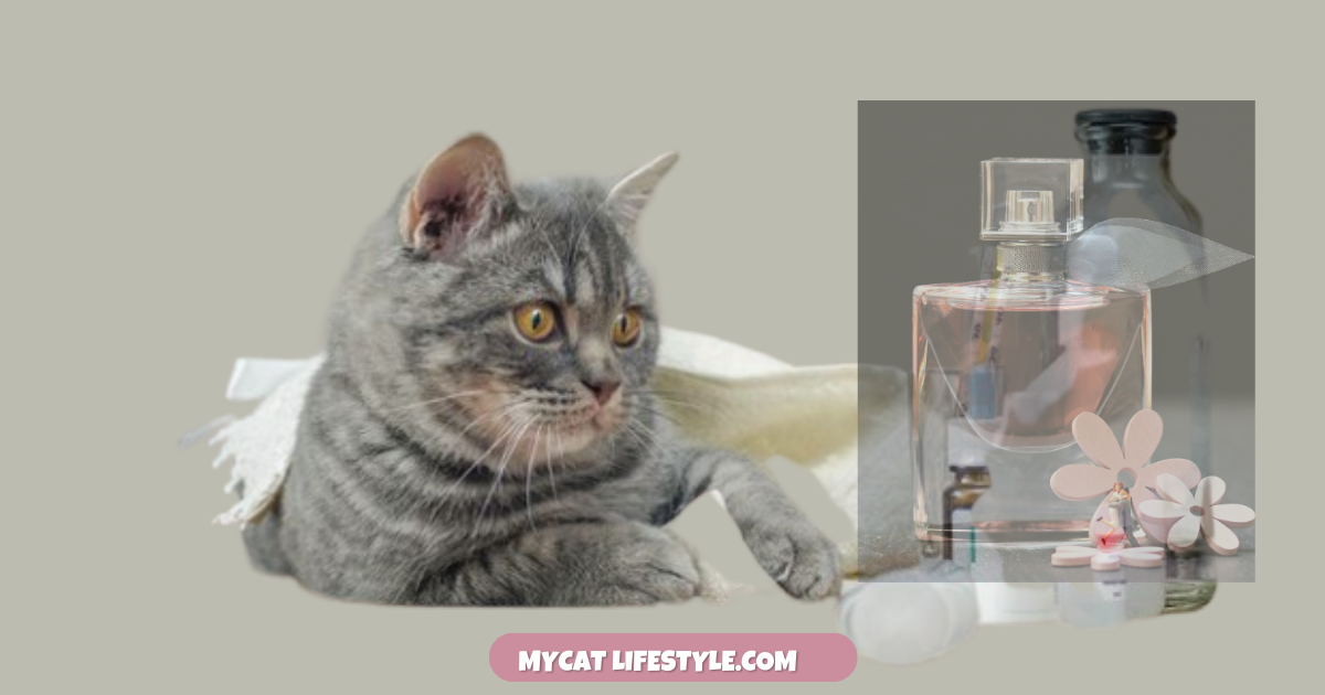 Can I Spray Perfume on My Cat? What Happens If You Accidentally Spray Perfume On Your Cat?