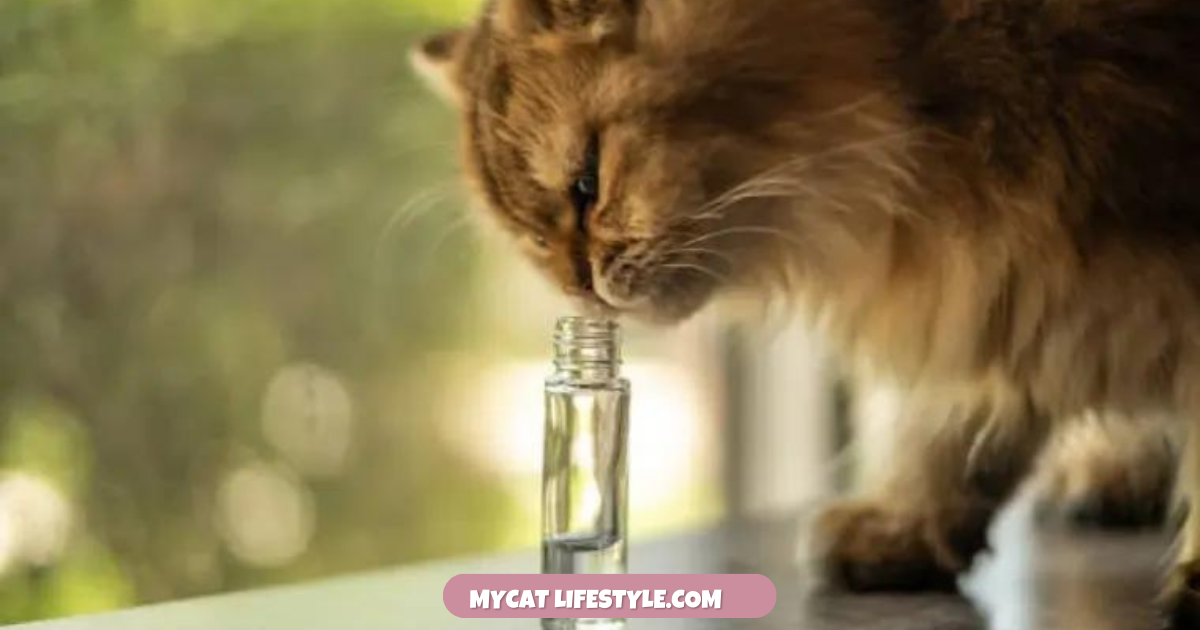 Can Cats Smell Perfume?