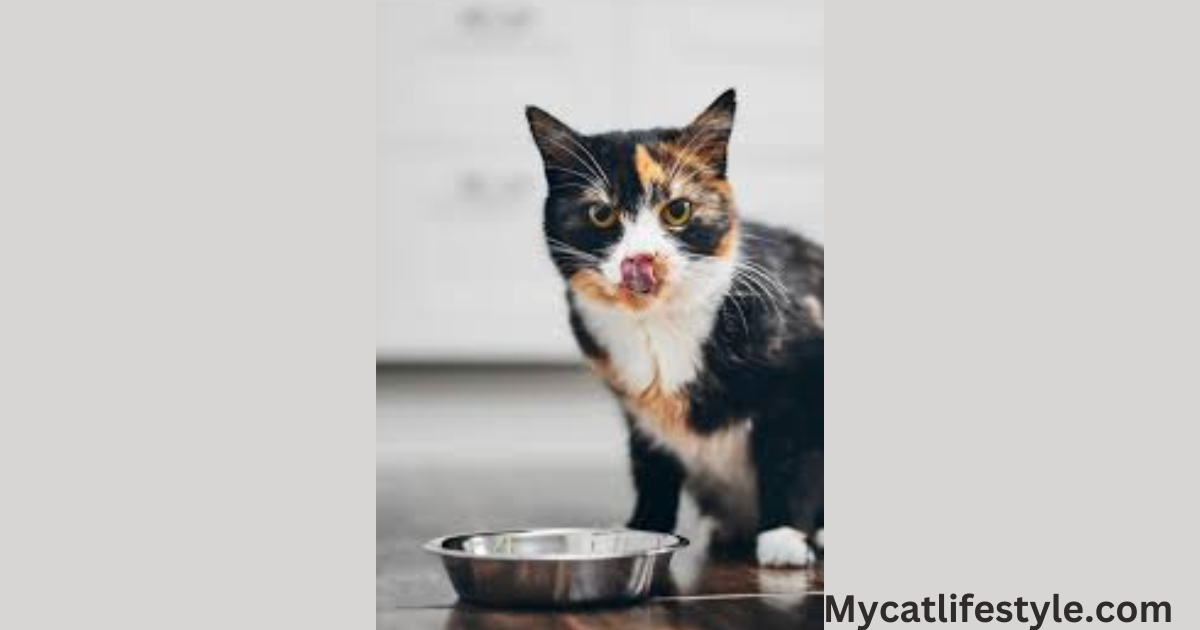 Being gregarious animals, cats frequently like companionship. Since each cat is unique, they will all have different needs. Some cats prefer to eat with you nearby because it makes them feel safer and more secure.