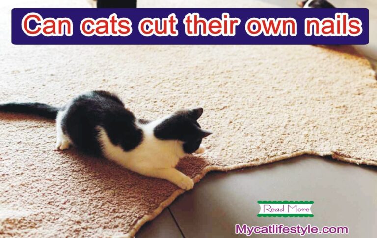 Can Cats Cut Their Own Nails?
