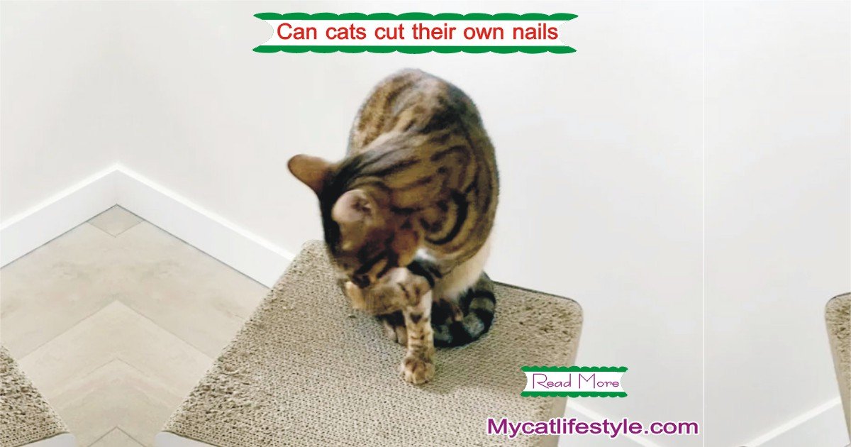 Can Cats Cut Their Own Nails