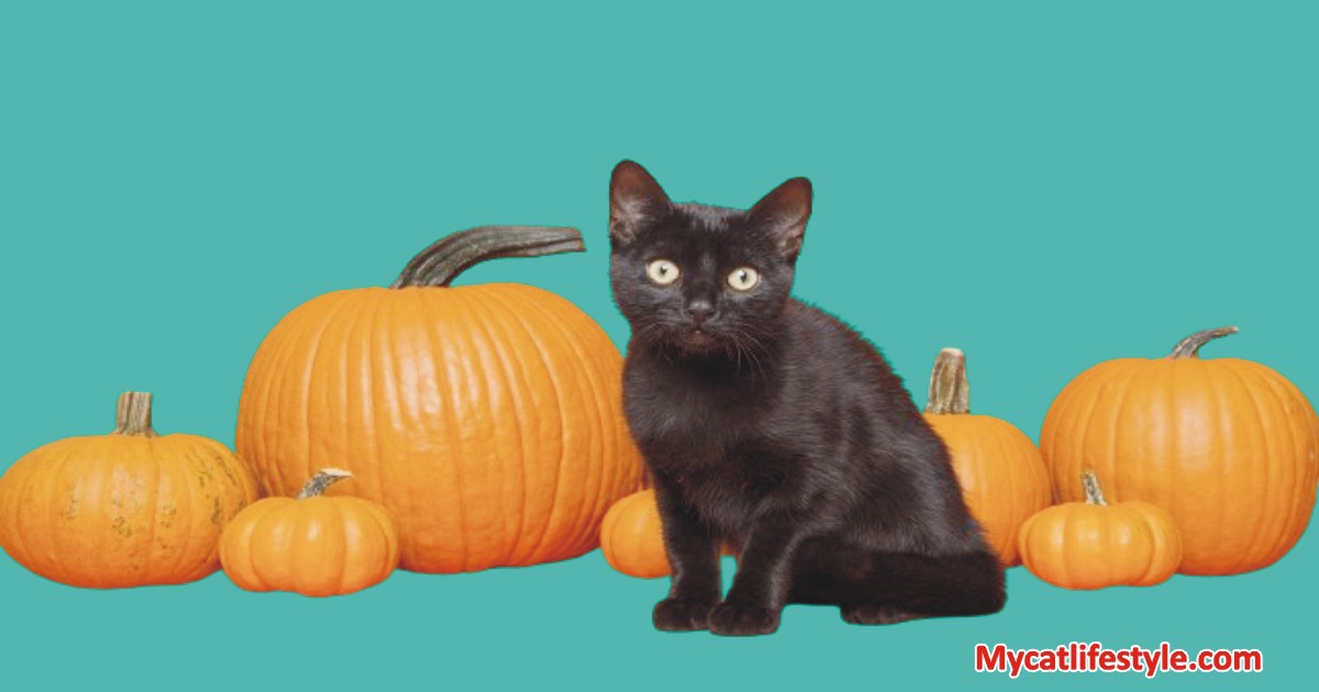 How much pumpkin to give my cat for constipation