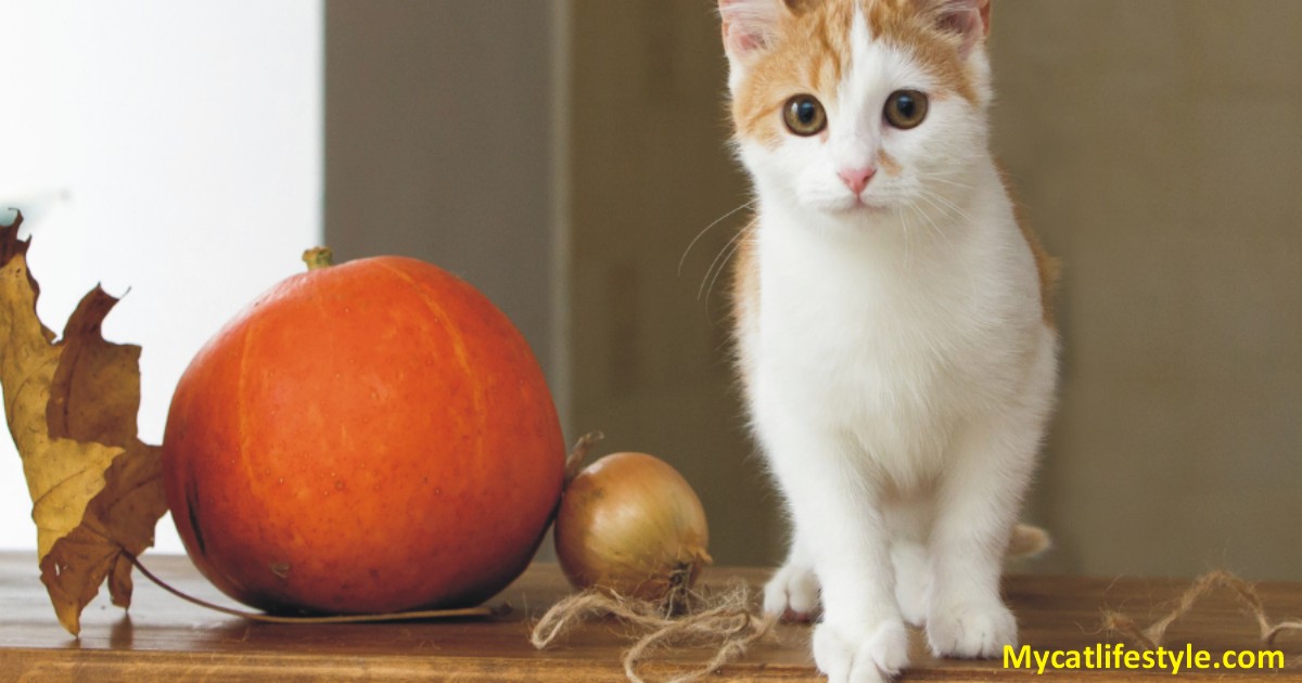 How much pumpkin to give my cat for constipation
