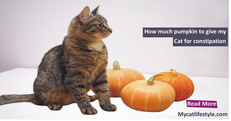 How much pumpkin to give my cat for constipation?