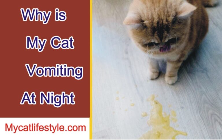Why Is My Cat Vomiting At Night?