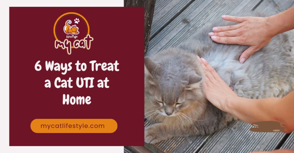 6 ways to treat a cat UTI at home