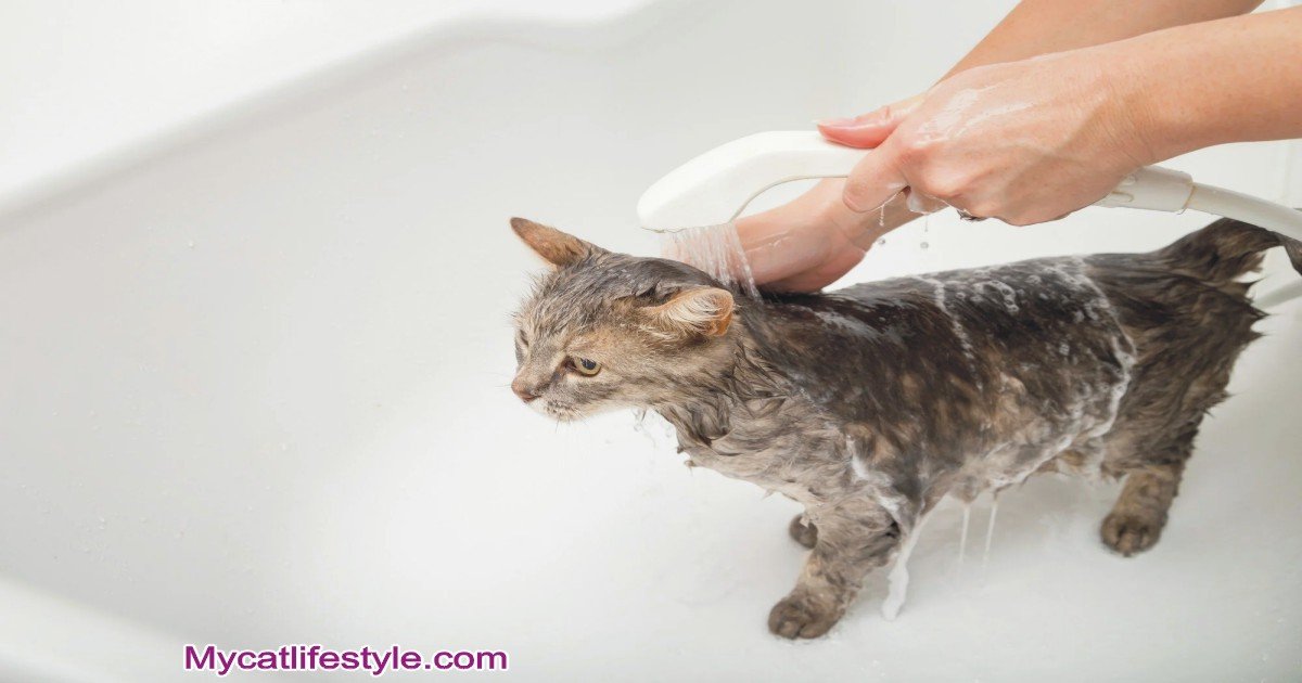  Can I Bathe My Cat After Neutering Or Spaying?