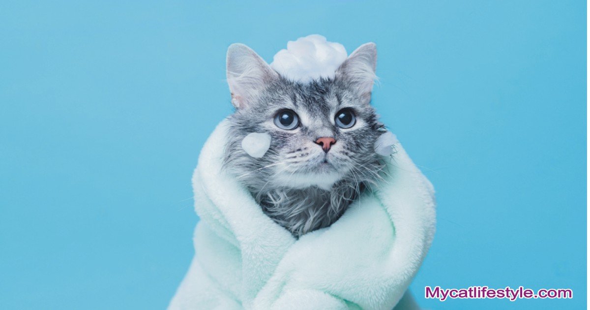  Can I Bathe My Cat After Neutering Or Spaying?