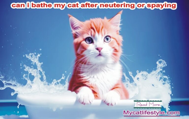  Can I Bathe My Cat After Neutering Or Spaying?