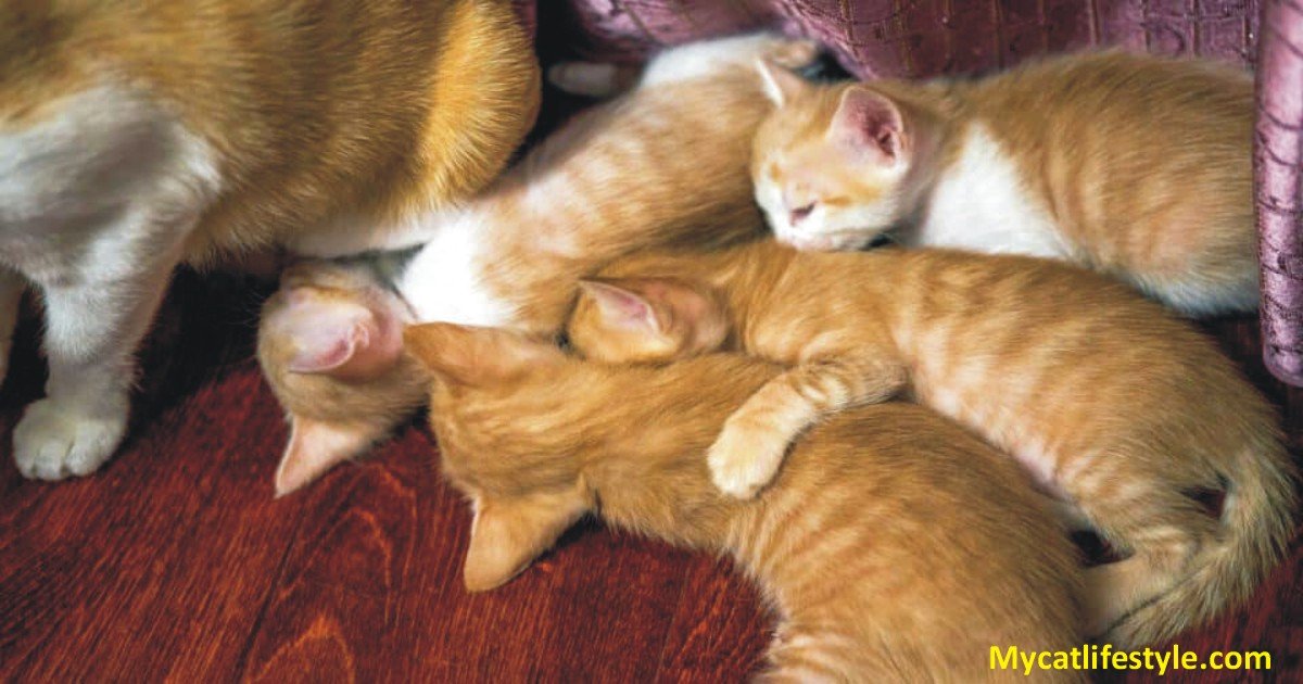 Can A Cat Have Kittens Days Apart?