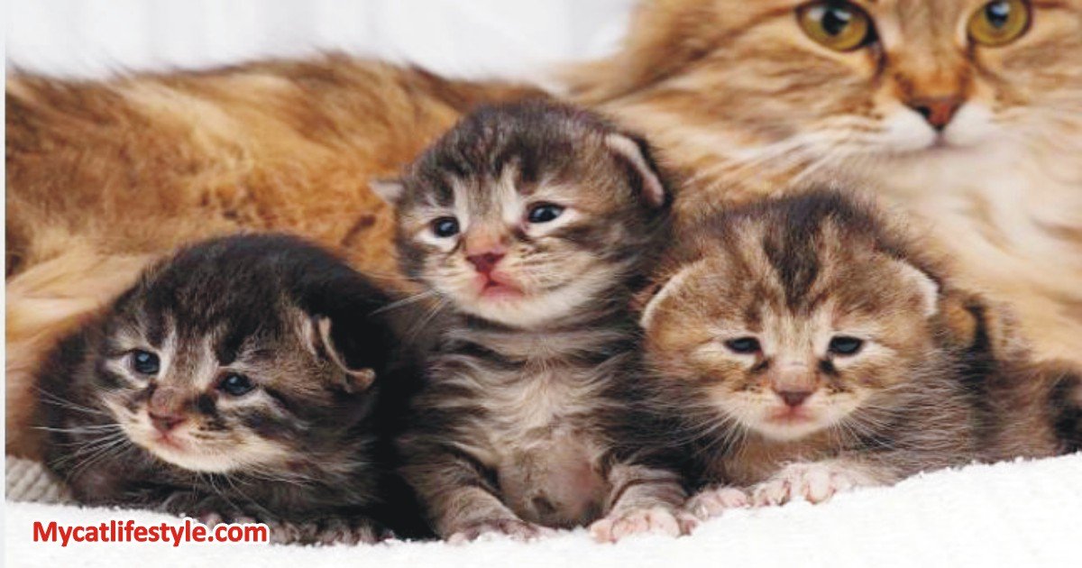 Can A Cat Have Kittens Days Apart?