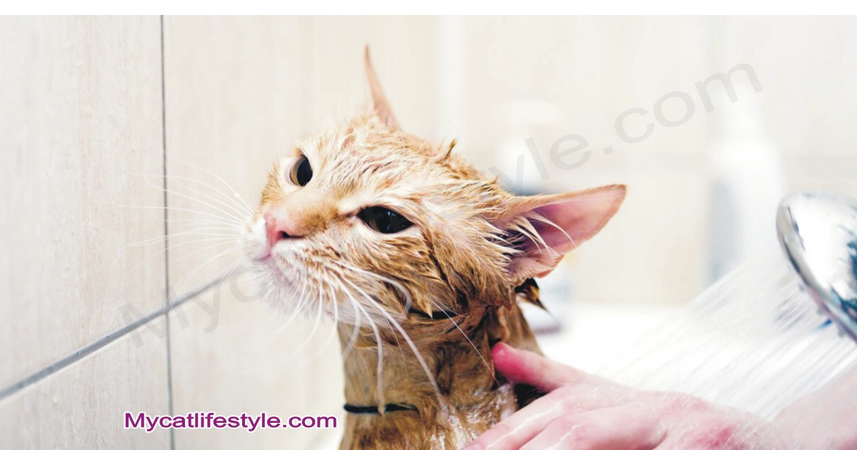 Can you bathe your cat after flea treatment