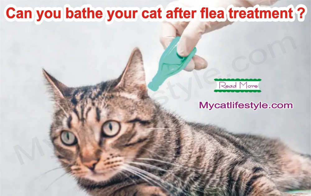 Can you bathe your cat after flea treatment