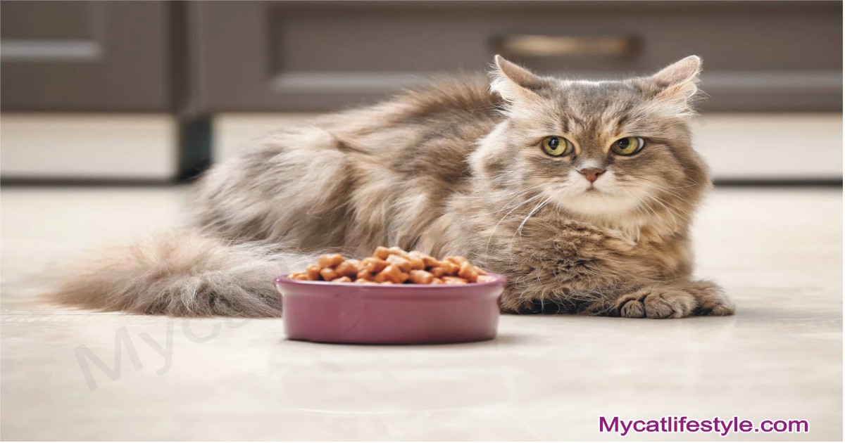 Do cats prefer their food warm or cold? 