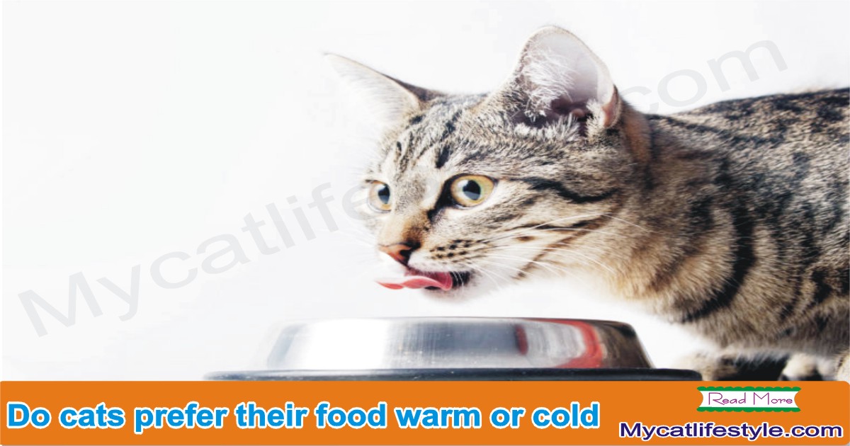 Do cats prefer their food warm or cold?