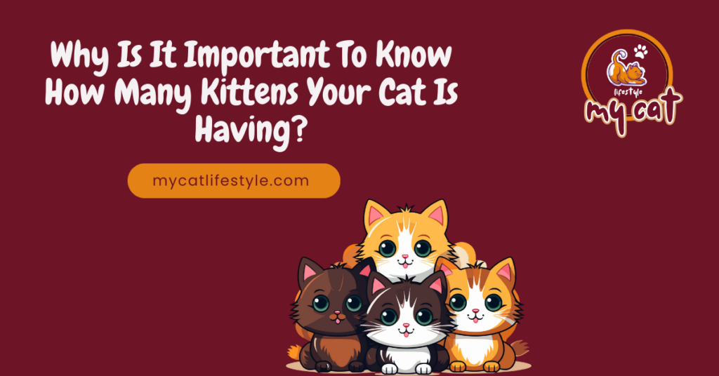 How many kittens your has is having