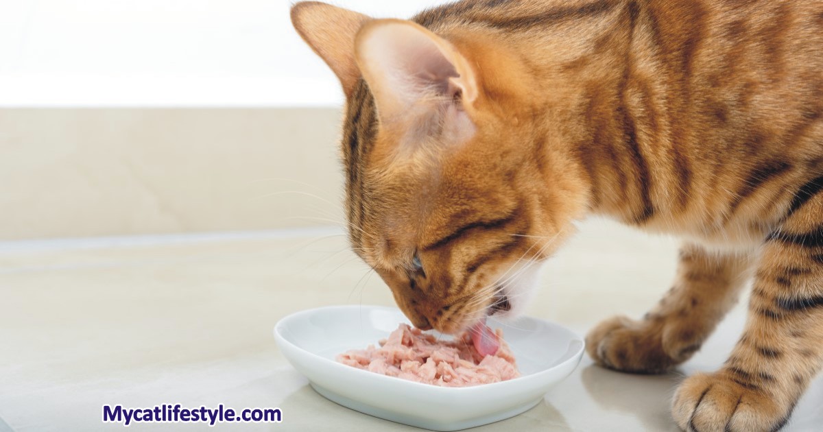 How often to give cats tuna