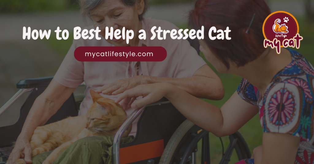 How to best help a stressed cat