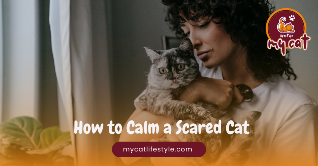 How to calm a scared cat