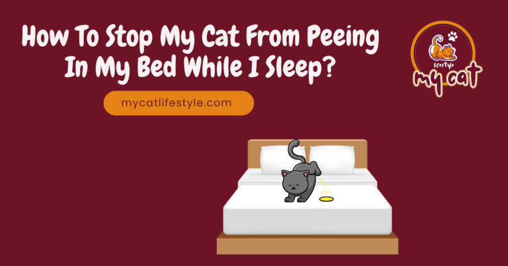 How to stop my cat from peeing in my bed while I sleep