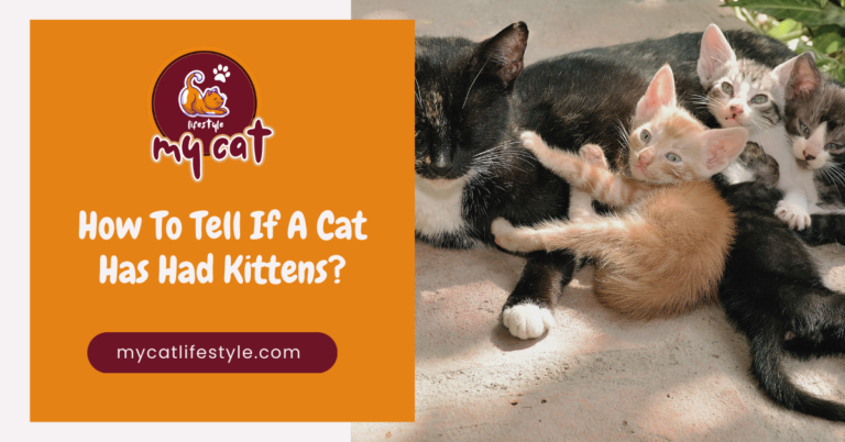 How to tell if a cat has had kittens