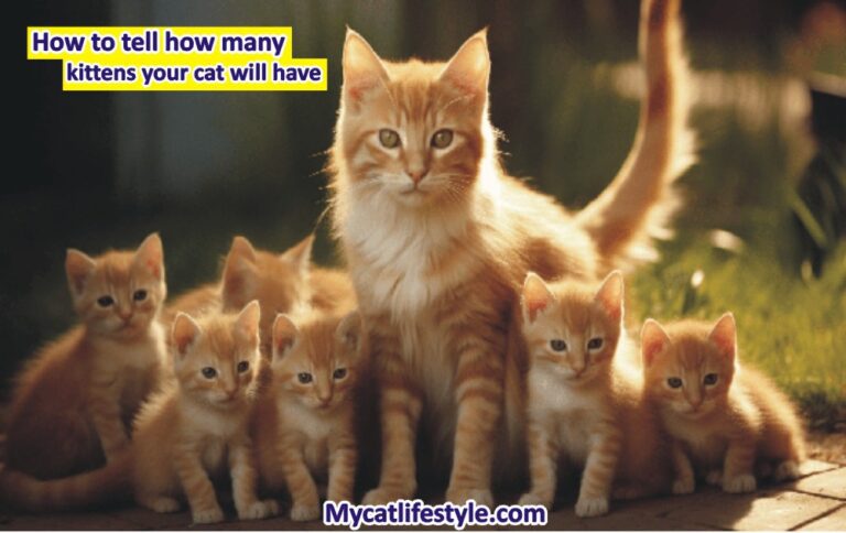How  To  Tell If A Cat Has Had Kittens?