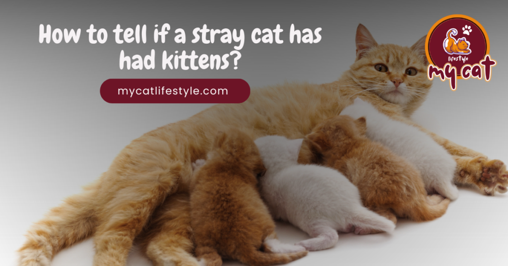 How to tell if a stray cat has had kittens