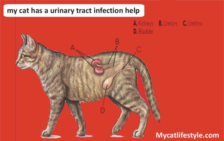 My Cat Has A Urinary Tract Infection
