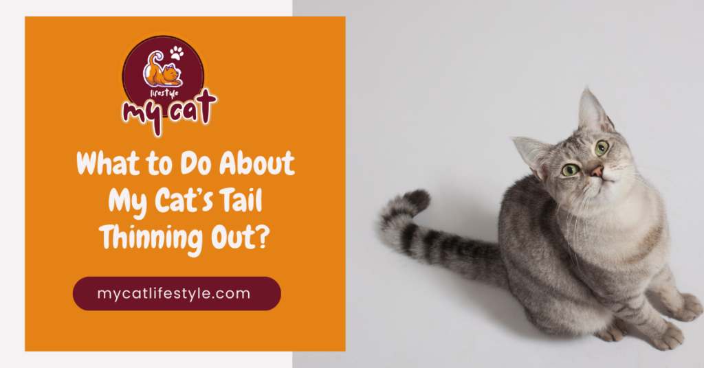 What to do about my cat's tail thinning out