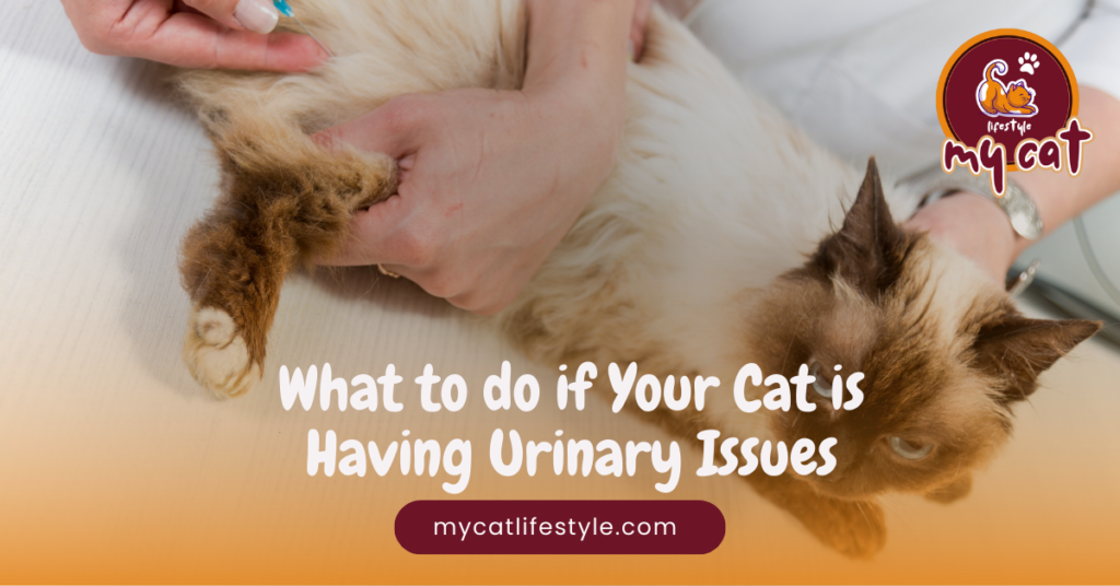 What to do if your cat is having urniary issues