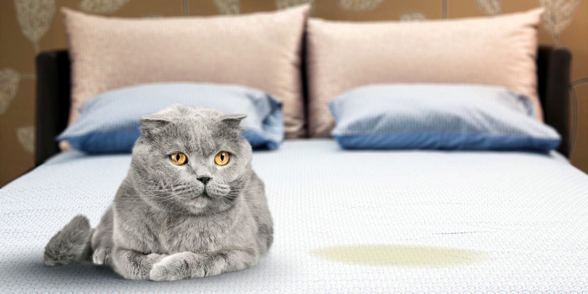 Why Does My Cat Keep Peeing on My Bed?