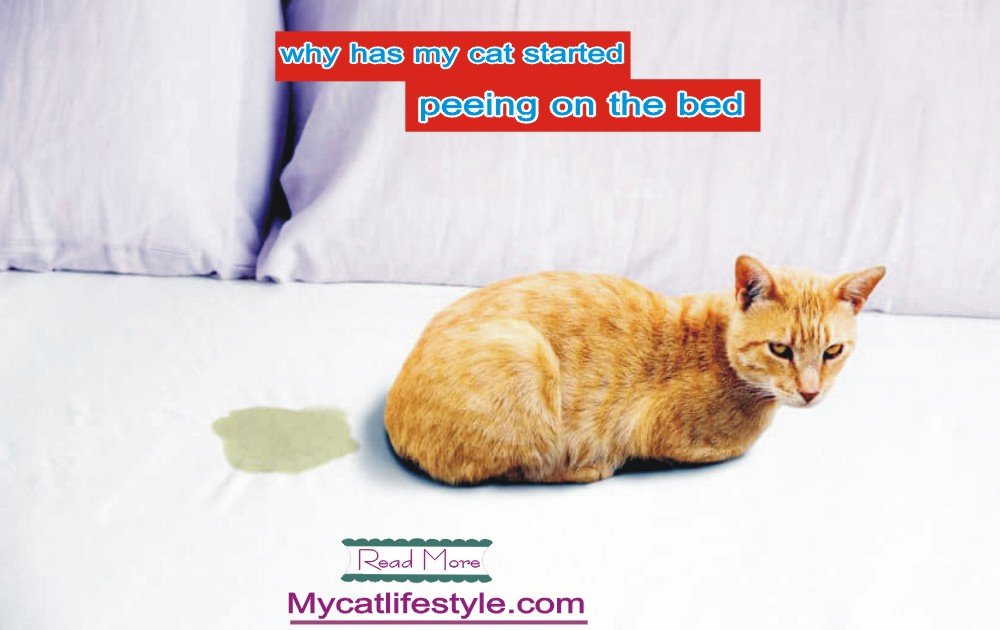 Why Does My Cat Keep Peeing on My Bed?