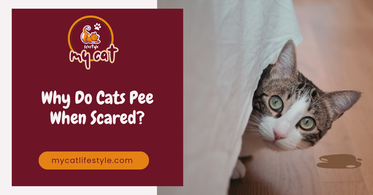 Why do cats pee when scared