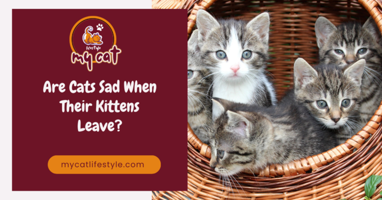 Are Cats Sad When Their Kittens Leave Emotional Impact on Mother