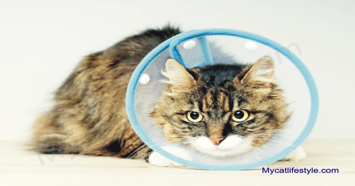 How long should a cat wear a cone after neutering or spaying?