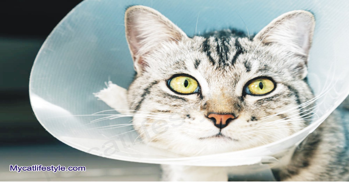How long should a cat wear a cone after neutering or spaying?