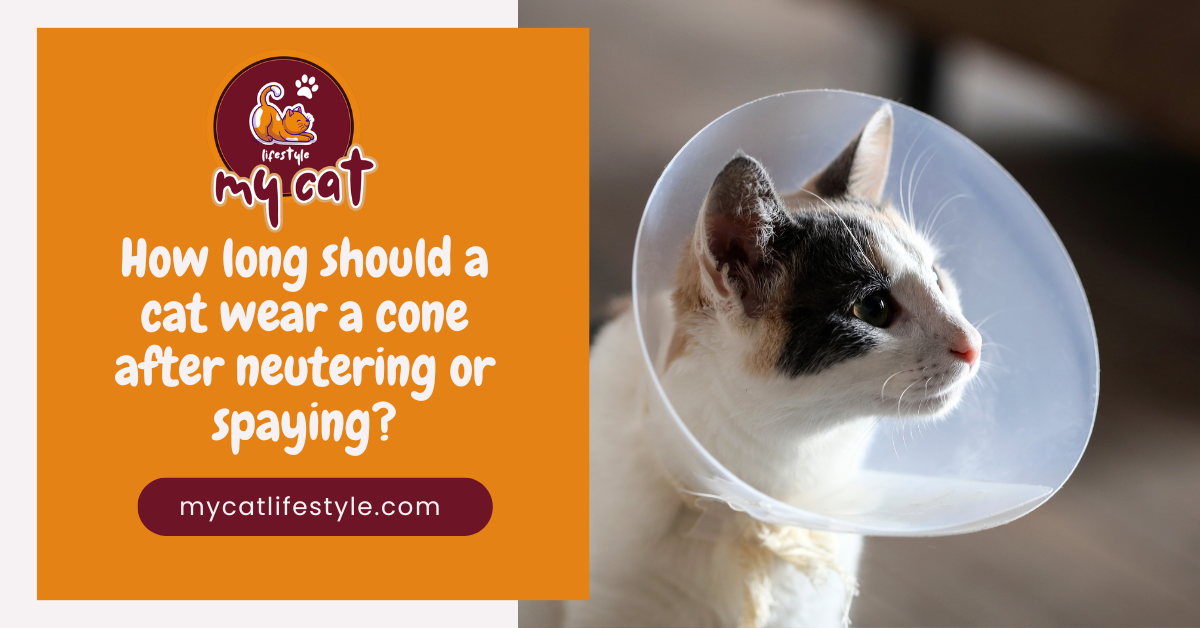 How long should a cat wear a cone after neutering or spaying?