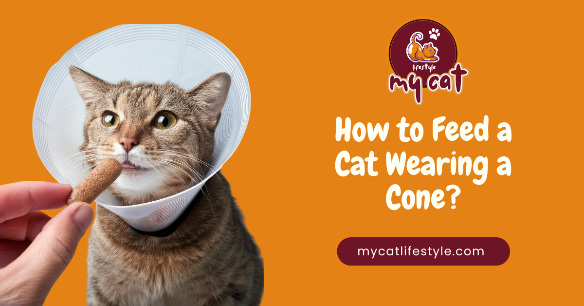 How to feed a cat wearing a cone