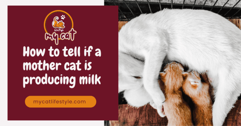 How to tell if a mother cat is producing milk