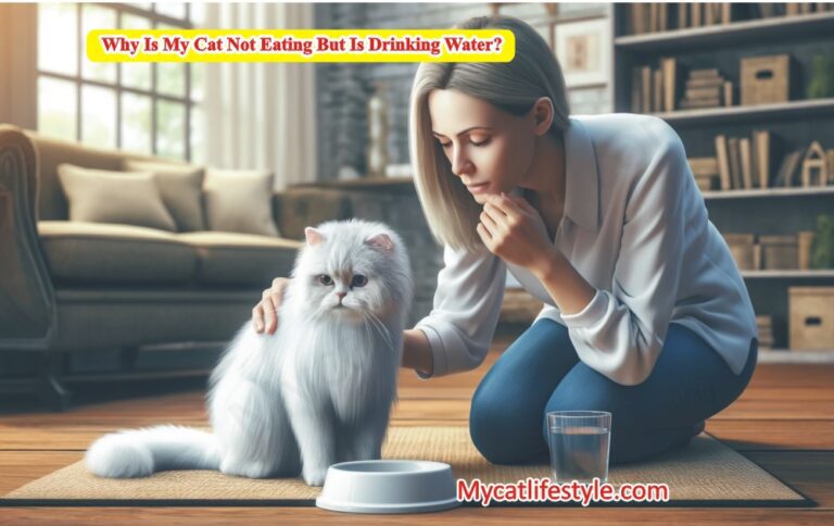 Why Is My Cat Not Eating But Is Drinking Water?