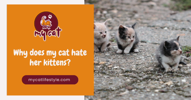 Why Does My Cat Hiss at Her Kittens? Understanding Feline Behavior