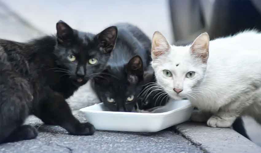 Couple With 159 Cats Permanently Banned From Keeping Pets