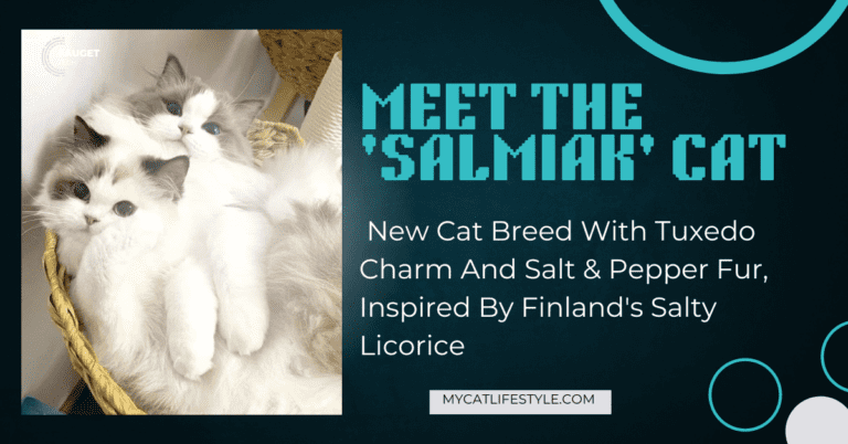 Meet The ‘Salmiak’ Cat: A New Breed with Tuxedo Charm and Salt & Pepper Fur