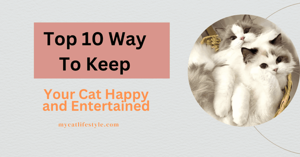 top 10 ways to keep your indoor cat happy, healthy, and entertained